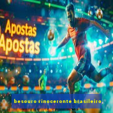 besouro rinoceronte brasileiro